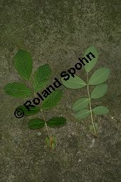 Zimt-Rosen-Kreuzung, Mai-Rosen-Kreuzung, Rosa majalis Kreuzung Kauf von 06718_rosa_majalis_kreuzung_img_8798.jpg