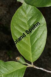 Gurken-Magnolie 'Yellow Latern', Magnolia acuminata 'Yellow Latern' Kauf von 06719_magnolia_acuminata_yellowlatern_img_8866.jpg