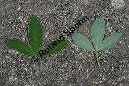 Behaarter Zwergginster, Chamaecytisus hirsutus, Cytisus hirsutus Kauf von 06720_chamaecytisus_hirsutus_img_8907.jpg