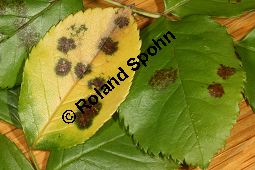 Sternrußtau, Diplocarpon rosae, Marssonia rosae auf Rose Kauf von 06724_diplocarpon_rosae_img_9432.jpg