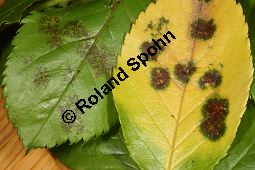 Sternrußtau, Diplocarpon rosae, Marssonia rosae auf Rose Kauf von 06724_diplocarpon_rosae_img_9433.jpg