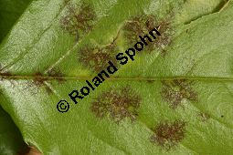 Sternrußtau, Diplocarpon rosae, Marssonia rosae auf Rose Kauf von 06724_diplocarpon_rosae_img_9434.jpg