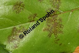 Sternrußtau, Diplocarpon rosae, Marssonia rosae auf Rose Kauf von 06724_diplocarpon_rosae_img_9435.jpg