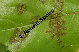 Sternrußtau, Diplocarpon rosae, Marssonia rosae auf Rose Kauf von 06724_diplocarpon_rosae_img_9436.jpg