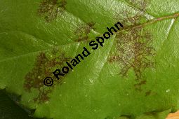 Sternrußtau, Diplocarpon rosae, Marssonia rosae auf Rose Kauf von 06724_diplocarpon_rosae_img_9437.jpg