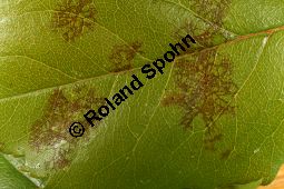 Sternrußtau, Diplocarpon rosae, Marssonia rosae auf Rose Kauf von 06724_diplocarpon_rosae_img_9438.jpg