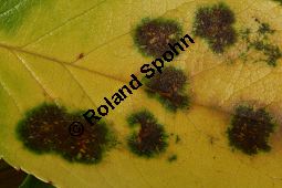 Sternrußtau, Diplocarpon rosae, Marssonia rosae auf Rose Kauf von 06724_diplocarpon_rosae_img_9439.jpg