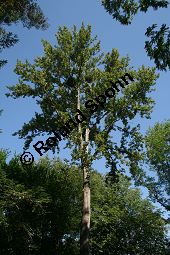 Haarfrüchtige Balsam-Pappel, Westliche Balsam-Pappel, Populus trichocarpa Kauf von 06725_populus_trichocarpa_img_0816.jpg