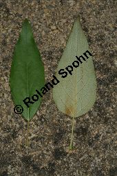 Haarfrüchtige Balsam-Pappel, Westliche Balsam-Pappel, Populus trichocarpa Kauf von 06725_populus_trichocarpa_img_1246.jpg