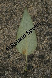 Haarfrüchtige Balsam-Pappel, Westliche Balsam-Pappel, Populus trichocarpa Kauf von 06725_populus_trichocarpa_img_1248.jpg