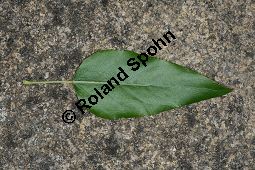 Haarfrüchtige Balsam-Pappel, Westliche Balsam-Pappel, Populus trichocarpa Kauf von 06725_populus_trichocarpa_img_1249.jpg