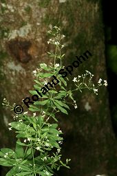 Wald-Labkraut, Galium sylvaticum Kauf von 06726_galium_sylvaticum_img_9202.jpg