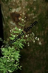 Wald-Labkraut, Galium sylvaticum Kauf von 06726_galium_sylvaticum_img_9203.jpg