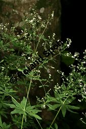 Wald-Labkraut, Galium sylvaticum Kauf von 06726_galium_sylvaticum_img_9204.jpg