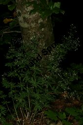 Wald-Labkraut, Galium sylvaticum Kauf von 06726_galium_sylvaticum_img_9206.jpg