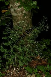 Wald-Labkraut, Galium sylvaticum Kauf von 06726_galium_sylvaticum_img_9207.jpg