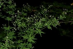 Wald-Labkraut, Galium sylvaticum Kauf von 06726_galium_sylvaticum_img_9208.jpg