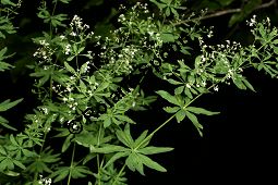 Wald-Labkraut, Galium sylvaticum Kauf von 06726_galium_sylvaticum_img_9209.jpg