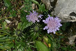 Glänzende Skabiose, Glänzendes Krätzkraut, Scabiosa lucida Kauf von 06727_scabiosa_lucida_img_9359.jpg