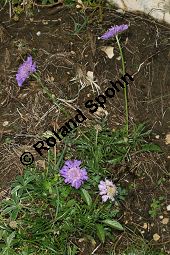 Glänzende Skabiose, Glänzendes Krätzkraut, Scabiosa lucida Kauf von 06727_scabiosa_lucida_img_9368.jpg
