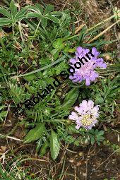 Glänzende Skabiose, Glänzendes Krätzkraut, Scabiosa lucida Kauf von 06727_scabiosa_lucida_img_9369.jpg