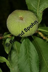 Flachfrüchtiger Pfirsich, Prunus persica var. platycarpos Kauf von 06736_prunus_persica_platycarpos_img_8878.jpg