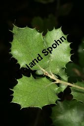 Rundblättrige Eiche, Haselnuss-Eiche, Quercus ilex var. rotundifolia, Quercus rotundifolia Kauf von 06738_quercus_ilex_rotundifolia_img_8894.jpg