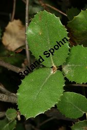 Rundblättrige Eiche, Haselnuss-Eiche, Quercus ilex var. rotundifolia, Quercus rotundifolia Kauf von 06738_quercus_ilex_rotundifolia_img_8895.jpg