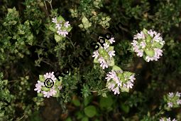 Kampfer-Thymian, Thymus camphoratus Kauf von 06739_thymus_camphoratus_img_8930.jpg