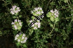 Kampfer-Thymian, Thymus camphoratus Kauf von 06739_thymus_camphoratus_img_8931.jpg