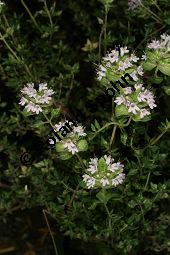Kampfer-Thymian, Thymus camphoratus Kauf von 06739_thymus_camphoratus_img_8932.jpg