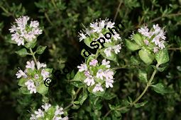 Kampfer-Thymian, Thymus camphoratus Kauf von 06739_thymus_camphoratus_img_8933.jpg
