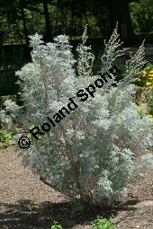 Baumförmiger Beifuß, Artemisia arborescens Kauf von 06742_artemisia_arborescens_img_8983.jpg