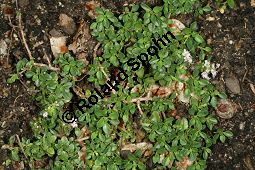 Origanoähnlicher Thymian, Thymus origanoides Kauf von 06745_thymus_origanoides_img_9016.jpg