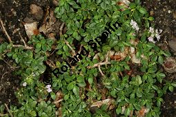 Origanoähnlicher Thymian, Thymus origanoides Kauf von 06745_thymus_origanoides_img_9017.jpg