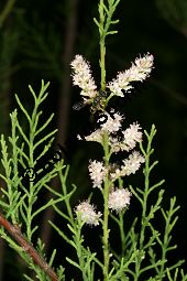Afrikanische Tamariske, Spanische Tamariske, Tamarix africana Kauf von 06749_tamarix_africana_img_9073.jpg