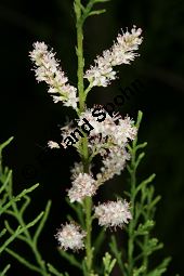 Afrikanische Tamariske, Spanische Tamariske, Tamarix africana Kauf von 06749_tamarix_africana_img_9074.jpg