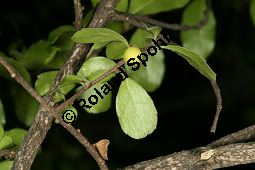 Buchsblättriger Azarabaum, Azara microphylla Kauf von 06751_azara_microphylla_img_9080.jpg