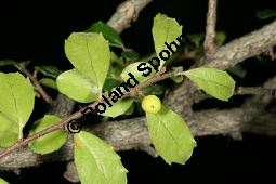Buchsblättriger Azarabaum, Azara microphylla Kauf von 06751_azara_microphylla_img_9081.jpg
