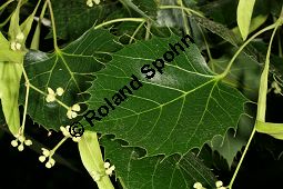 Henrys Linde, Tilia henryana Kauf von 06756_tilia_henryana_img_9307.jpg