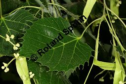 Henrys Linde, Tilia henryana Kauf von 06756_tilia_henryana_img_9308.jpg