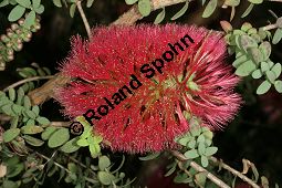 Ellipsen-Myrtenheide, Melaleuca elliptica Kauf von 06758_melaleuca_elliptica_img_9355.jpg