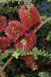 Ellipsen-Myrtenheide, Melaleuca elliptica Kauf von 06758_melaleuca_elliptica_img_9356.jpg