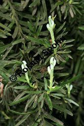 Chilenische Kirscheibe, Prumnopitys andina Kauf von 06760_prumnopitys_andina_img_9373.jpg