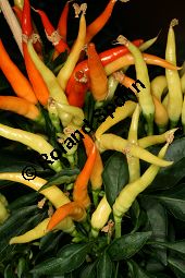 Zier-Ppaprika 'Medusa 22', Chilli 'Medusa 22', Capsicum annuum 'Medusa 22' Kauf von 06765_capsicum_annuum_medusa22_img_9499.jpg