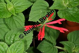 Honigmelonen-Salbei 'Mello', Salvia elegans 'Mello' Kauf von 06766_salvia_elegans_mello_img_9500.jpg