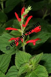 Honigmelonen-Salbei 'Mello', Salvia elegans 'Mello' Kauf von 06766_salvia_elegans_mello_img_9502.jpg