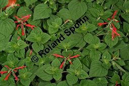 Honigmelonen-Salbei 'Mello', Salvia elegans 'Mello' Kauf von 06766_salvia_elegans_mello_img_9508.jpg