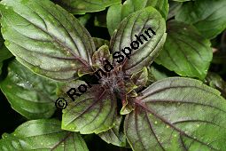 Rotes Strauchbasilikum 'Magic Blue', Rotes Basilikum 'Magic Blue', Ocimum 'Magic Blue' Kauf von 06768_ocimum_magic_blue_img_9514.jpg