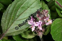 Rotes Strauchbasilikum 'Magic Blue', Rotes Basilikum 'Magic Blue', Ocimum 'Magic Blue' Kauf von 06768_ocimum_magic_blue_img_9515.jpg